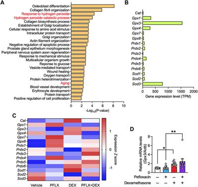 Increased expression of glutathione peroxidase 3 prevents tendinopathy by suppressing oxidative stress